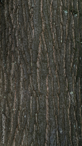 Baum Natur Wald Rinde Oberfl  che Hintergrund Struktur Bildschirmschoner Untergrund Desktop Organisation  