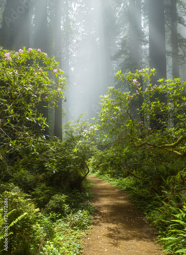 Fotografie Nebel, Redwoods, Rhododendron, Del Norte Coast Redwoods State Park, Damnation Cr