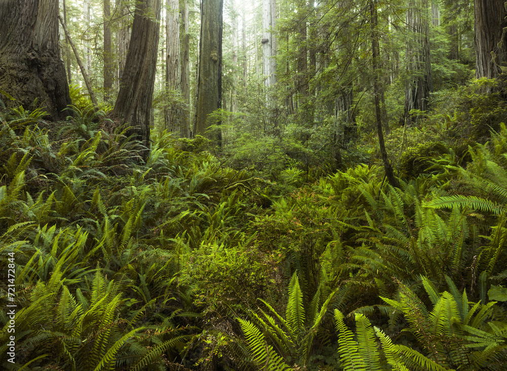 Redwood National Park, Kalifornien, USA Redwood National Park, Kalifornien, USA