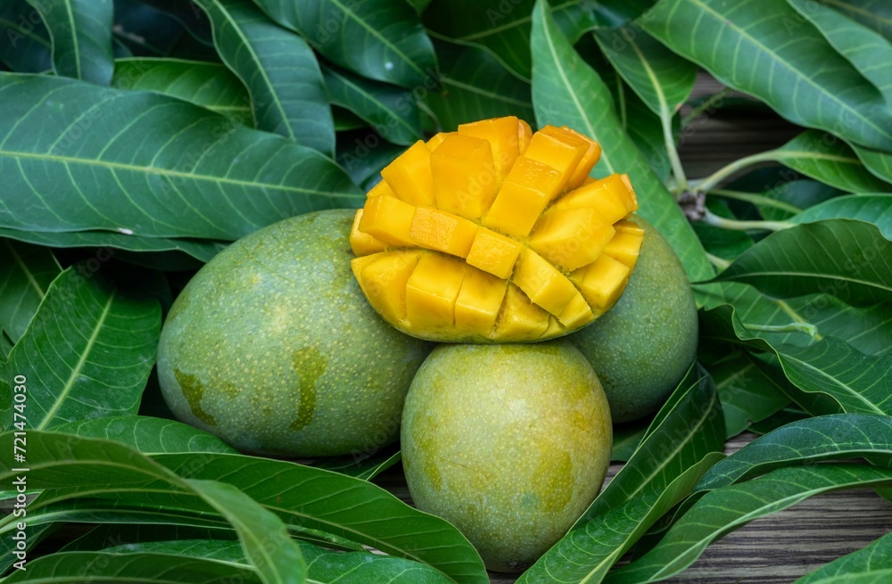 Organic Ripe Mango Fruit Pile Isolated on Green Mango Leaves in Horizontal Orientation