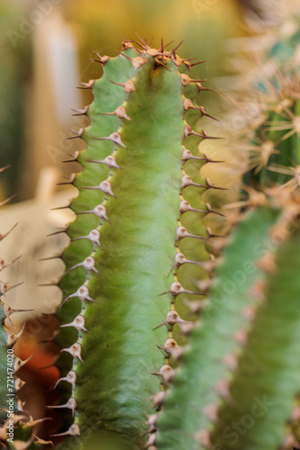 macrophotography of cactus and succulent plants with great detail