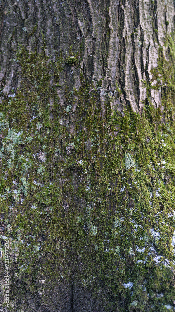 Obraz premium Baum Rinde Wald Natur Holz Stamm Hintergründe 