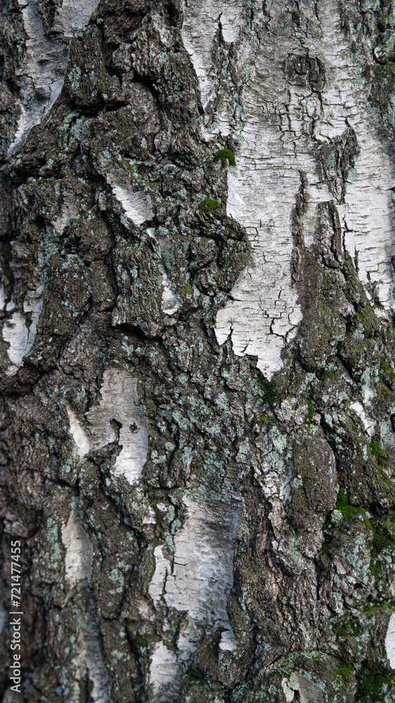 Baum Rinde Wald Natur Holz Stamm Hintergründe Baum Rinde Wald Natur Holz Stamm Hintergründe