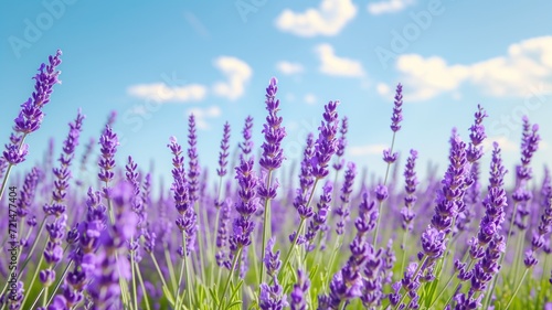 Bright purple lavender flowers bloom under a sunny  cloud-speckled sky