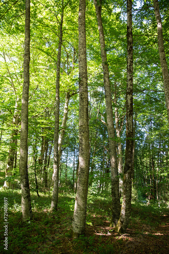 Irati forest trees Navarra Spain