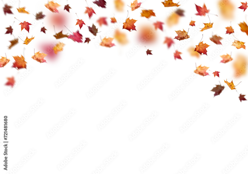 autumn leaves fall colourful maples png overly on white background