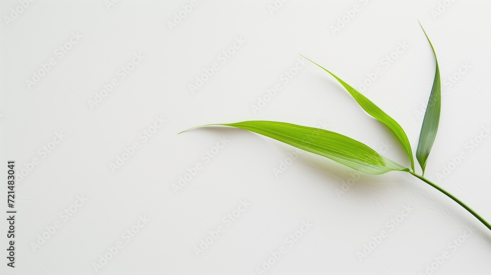 Obraz premium A single vibrant green leaf against a pure white background