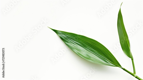 Graceful green bamboo leaves aligned on a bright white backdrop