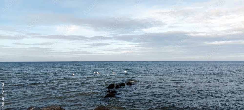 Fototapeta premium Gruppe Schwäne auf der Ostsee