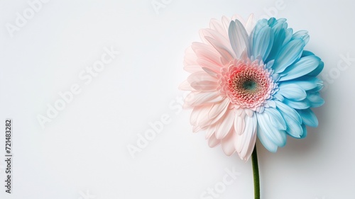 A soft-hued gerbera daisy with delicate petals against a white backdrop photo