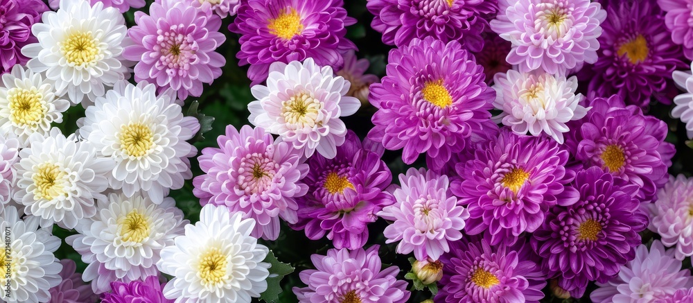 Enchanting Purple and White Small Chrysanthemum Blossoms: A Delicate Display of Purple, White, and Small Chrysanthemum Flowers Enchanting Purple and White Small Chrysanthemum Blossoms: A Delicate Display of Purple, White, and Small Chrysanthemum Flowers
