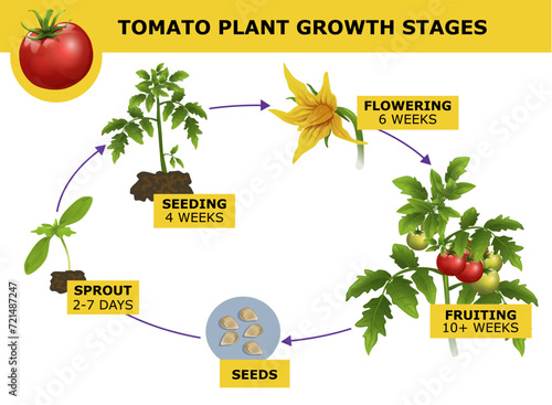 Tomato plant growth stages. Agricultural, biological infographic. Educational infographic for kids. Vector illustration. 