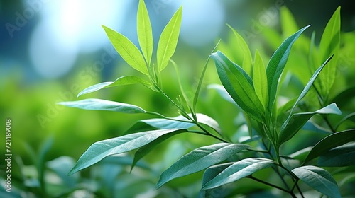 green leaves copy space 3D photo UHD Wallpaper