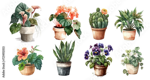 Home flowers in pots: begonia, violets, hibiscus, anthurium, ficus, tradescantia, sansevieria photo