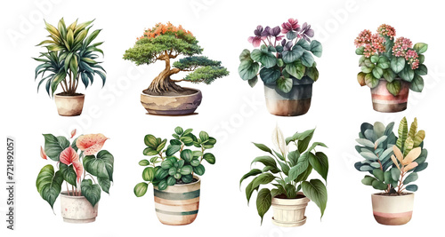 Home flowers in pots: dracaena, bonsai, begonia, anthurium, tradescantia, spathiphyllum