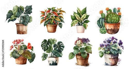 Home flowers in pots: begonia, violets, monstera, cactus, ficus and others