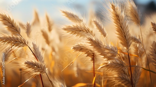 A close-up of a field of wheat swaying in the wind  emphasizing the movement and texture of the golden crop