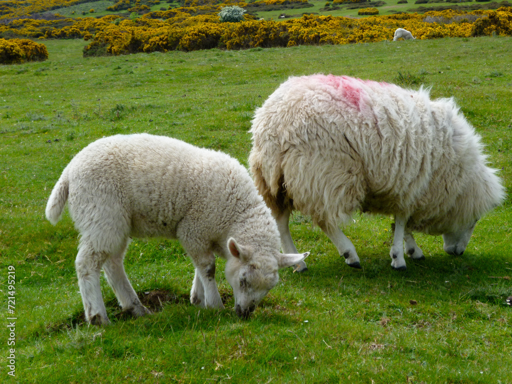 Grazing ewe and lamb Grazing ewe and lamb