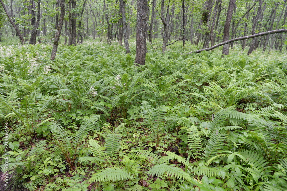 Fototapeta premium The forest on the Bruce Peninsula in Peter the Great Bay. Primorsky Krai
