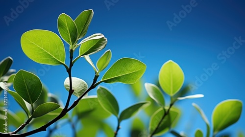 green leaves copy space 3D photo UHD Wallpaper