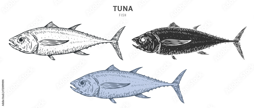 Hand drawn tuna fish isolated on white background. Set cartoon element in outline, monochrome and color version. Vector illustration in retro vintage engraving style. - obrazy, fototapety, plakaty 