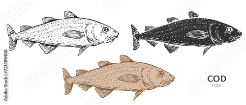 Hand drawn cod fish isolated on white background. Set cartoon element in outline, monochrome and color version. Vector illustration in retro vintage engraving style.