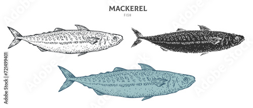 Hand drawn mackerel fish isolated on white background. Set cartoon element in outline, monochrome and color version. Vector illustration in retro vintage engraving style. © vvvisual