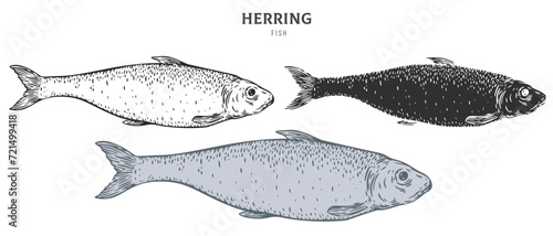 Hand drawn herring fish isolated on white background. Set cartoon element in outline, monochrome and color version. Vector illustration in retro vintage engraving style.