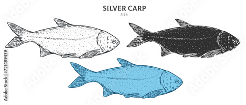 Hand drawn silver carp fish isolated on white background. Set cartoon element in outline, monochrome and color version. Vector illustration in retro vintage engraving style.