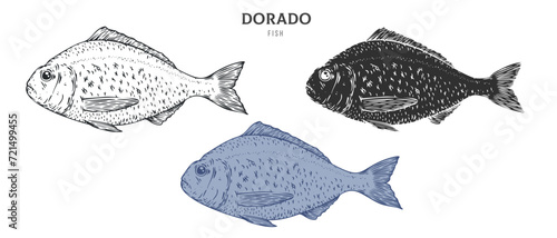 Hand drawn dorado fish isolated on white background. Set cartoon element in outline, monochrome and color version. Vector illustration in retro vintage engraving style.