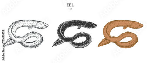 Hand drawn eel fish isolated on white background. Set cartoon element in outline, monochrome and color version. Vector illustration in retro vintage engraving style.