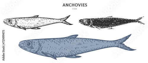 Hand drawn anchovies fish isolated on white background. Set cartoon element in outline, monochrome and color version. Vector illustration in retro vintage engraving style.