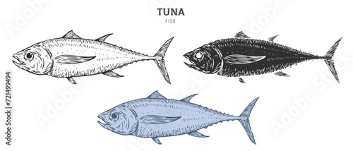 Hand drawn tuna fish isolated on white background. Set cartoon element in outline, monochrome and color version. Vector illustration in retro vintage engraving style.