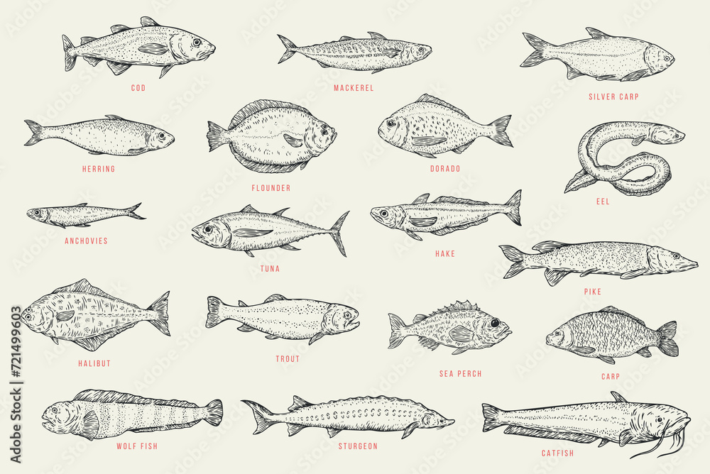 Set outline sketch fish. Catfish, sturgeon, wolffish, carp, sea perch, trout, halibut, pike, hake, tuna, anchovy, eel, dorado, flounder, herring, silver carp, mackerel, cod. Vector illustration. - obrazy, fototapety, plakaty 