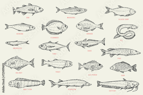 Set outline sketch fish. Catfish, sturgeon, wolffish, carp, sea perch, trout, halibut, pike, hake, tuna, anchovy, eel, dorado, flounder, herring, silver carp, mackerel, cod. Vector illustration. photo