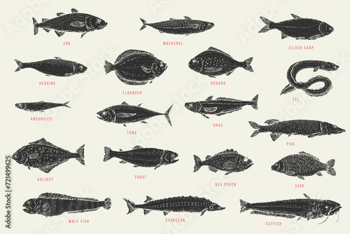 Set monochrome hand draw fish. Catfish, sturgeon, wolffish, carp, sea perch, trout, halibut, pike, hake, tuna, anchovy, eel, dorado, flounder, herring, silver carp, mackerel, cod. Vector illustration.