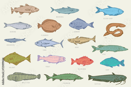 Set color hand draw fish. Catfish, sturgeon, wolffish, carp, sea perch, trout, halibut, pike, hake, tuna, anchovy, eel, dorado, flounder, herring, silver carp, mackerel, cod. Vector illustration.