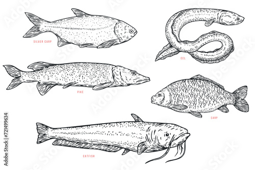 Set hand draw river fish in sketch cartoon style. Pike, eel, catfish, carp. Vector illustration.
