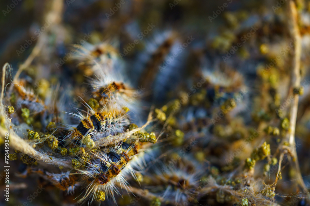 Moths caterpillars inside the nest Moths caterpillars inside the nest