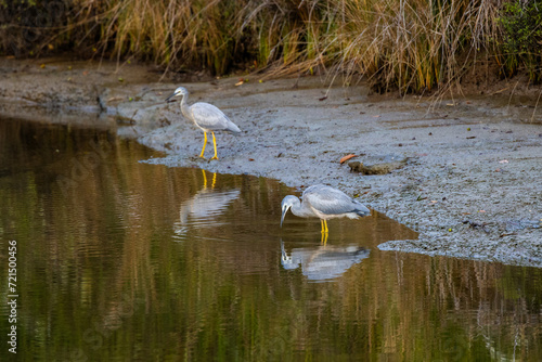 Heron's reflection in the water in New Zealand