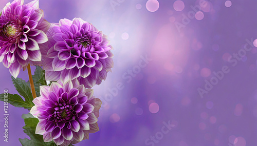 Dalie, piękne fioletowe wiosenne kwiaty, puste miejsce na tekst