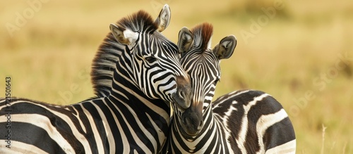 Unbreakable Bond  Pair of Zebras Embrace  Hugging Their Necks  in a Heartwarming Pair-Zebrific Moment