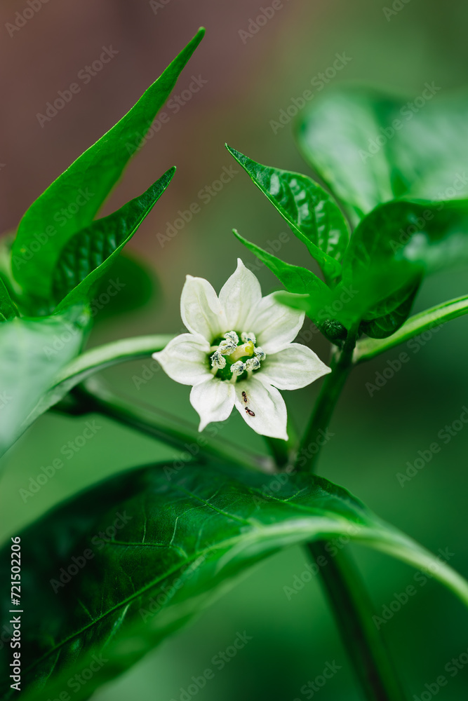 Front view of white flower Capsicum annuum surrounded by leaves and green background and two ants on one of its petals. Flowering, nature and spring concept Front view of white flower Capsicum annuum surrounded by leaves and green background and two ants on one of its petals. Flowering, nature and spring concept