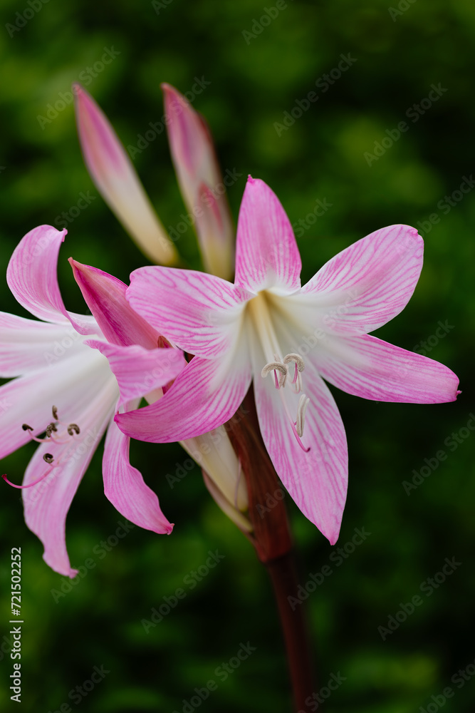 Close-up view of white and pink Amaryllis belladonna flower in bloom with green background out of focus. Selective focus. Flowering, spring and nature concept
