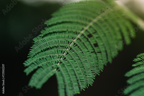Horizontal view of an Acacia seyal leaf on black background and illuminated with natural light. Nature and spring concept