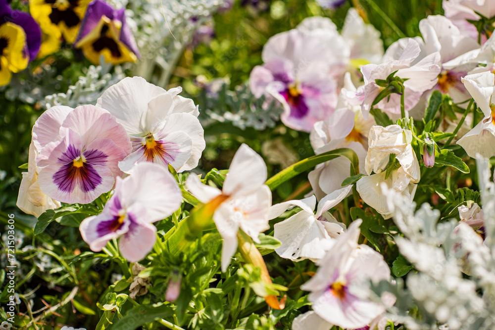 Fototapeta premium pansy flowers in the garde