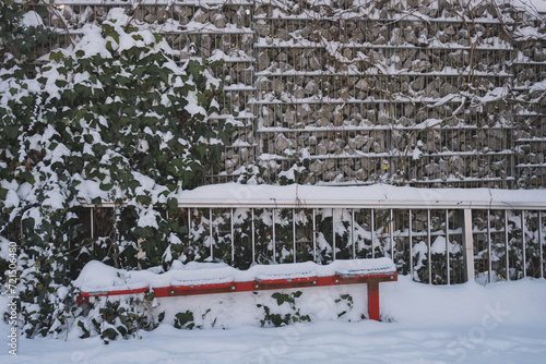 Winter, leichter Schnee in der Stadt, Efeu an Steinwand photo