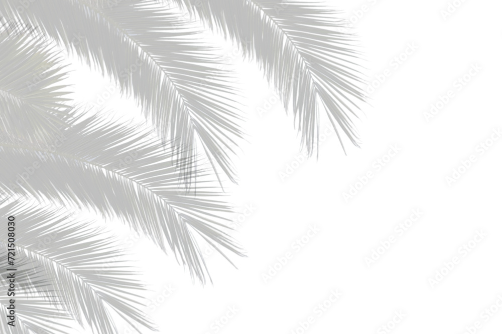 Realistic coconut palm leaf shadow isolated on transparent background
 - obrazy, fototapety, plakaty 