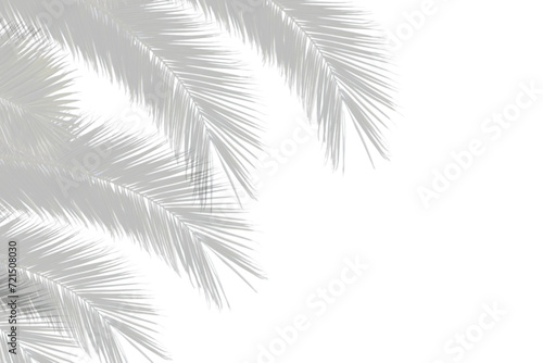 Realistic coconut palm leaf shadow isolated on transparent background 