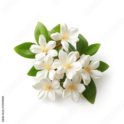 Photo of jasmine flower isolated on white background © lensvault